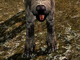 Hund (Skyrim)