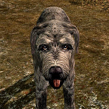Dog Skyrim Elder Scrolls Fandom