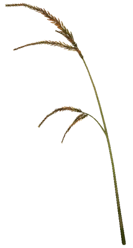 Saltrice (Skyrim Creation Club)