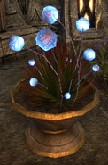 Gleamblossom in The Elder Scrolls Online