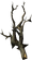 Canis root.png
