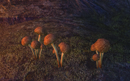 Gleamcap Mushrooms