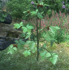 Куст ежевики.jpg (68 КБ) Куст ежевики