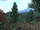 Bosque del Oeste (Oblivion)