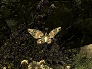 Polillas ancestrales