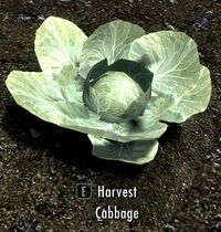 Cabbage plant