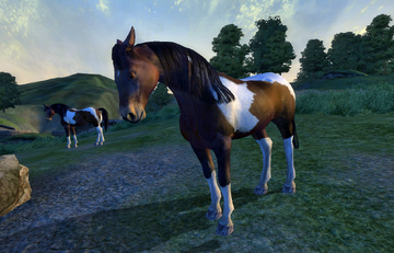Wild Paint Horse | Elder Scrolls | Fandom