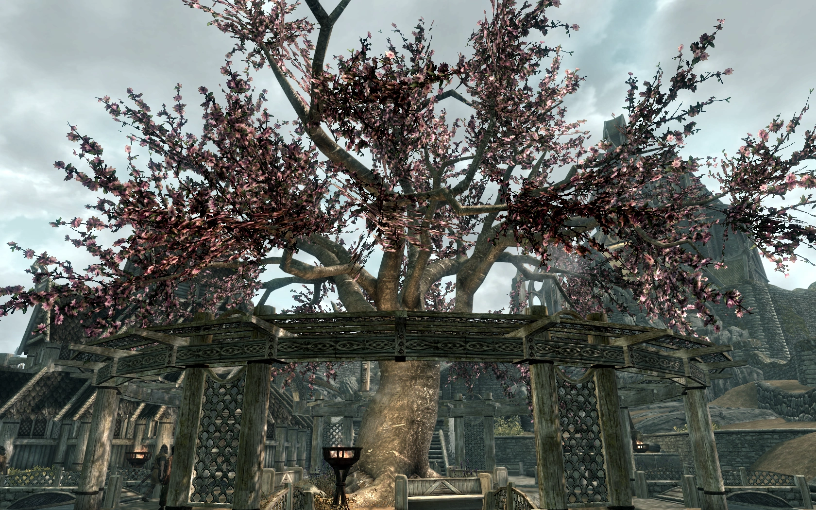 Секреты добычи сока из великого дерева