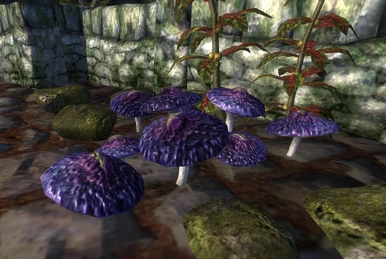 Drachenbaum  Skyrim Wiki