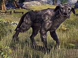 Windhelm Wolfhound