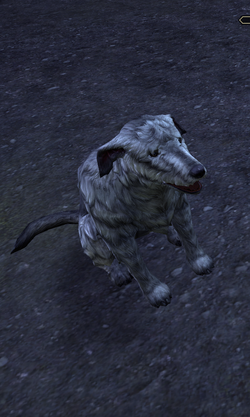 where do i find the talking dog in skyrim