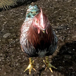 Kurczak (Skyrim)