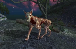 Skinned Hound