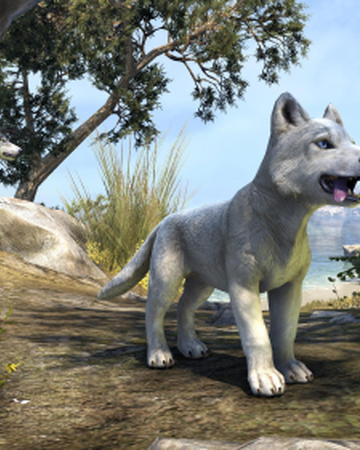 White River Ice Wolf Pup Elder Scrolls Fandom The fire wolf pup is a young fire wolf who appears in thank you. his family accidentally leaves him behind after they fight with snow golem. white river ice wolf pup elder