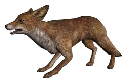 Fox