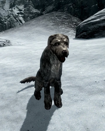 Stray Dog Elder Scrolls Fandom This is how the samindra society.