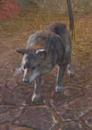 Full-body in wolf form