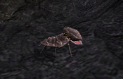 Scrib (Morrowind)