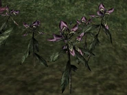 Black Anther.png (1.02 MB) Black Anther plants