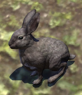 Rabbit (Online) | Elder Scrolls | Fandom