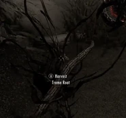 The plant, Trama Root, from which the ingredient is harvested from.