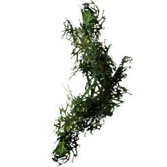 Бородатый мох