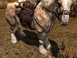 Cavalo (Skyrim)