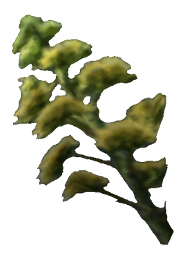 Golden Sedge Flowers Tribunal