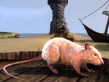 Rat (Online)