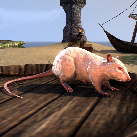 Ontembare kans knijpen Rat (Online) | Elder Scrolls | Fandom
