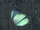 Butterfly Green (Online).png