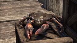 Mudcrab Vanity Pet