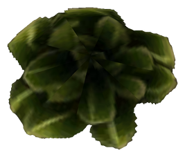 Scrib Cabbage Tribunal Ingredient