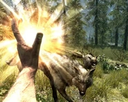 Wilki (Skyrim).jpg (248 KB) Walka z wilkiem w Skyrim