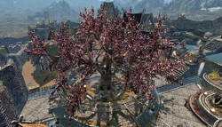 Gildergreen Whiterun Skyrim