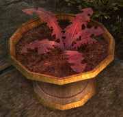 Crimson Nirnroot Online