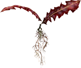 TESV Crimson Nirnroot