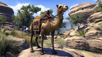 Hammerfell Camel