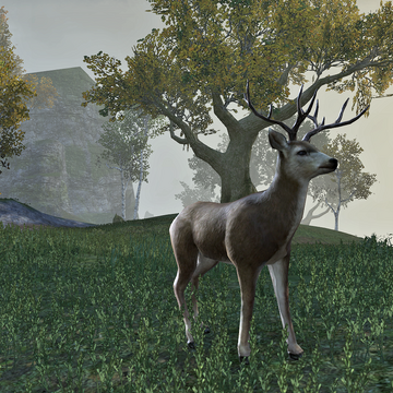 Deer (Online) | Elder Scrolls Fandom