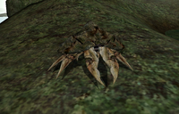 Mudcrab (Morrowind)