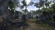 Rootwater Grove