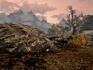 A shrub on which Juniper Berries may grow