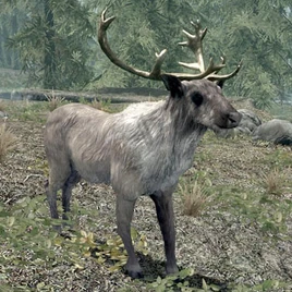 Jeleń(Skyrim)