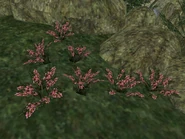 Вереск (растение) 01.jpg (475 КБ) Вереск