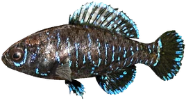 Pygmy Sunfish
