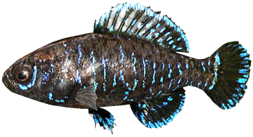 Pygmy Sunfish Elder Scrolls Fandom