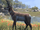 Antelope (Online).png