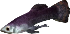 Rzeczna becia (Skyrim)