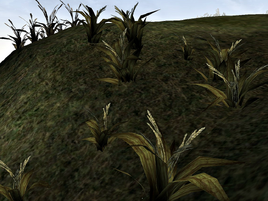 Wickwheat