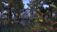 Murkmire In-game 1.png (4.31 MB) Plants surrounding a swamp.
